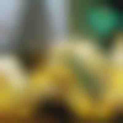 Nastro natalizio luminoso (500 cm) | SHINESTRAP 1+1 GRATIS