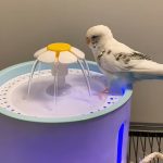 PETSPRINGLE